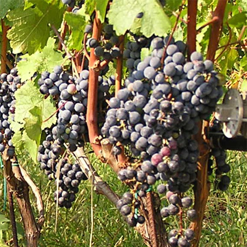 Vitis vinifera Cabernet Franc - Grape vine (Harvest)