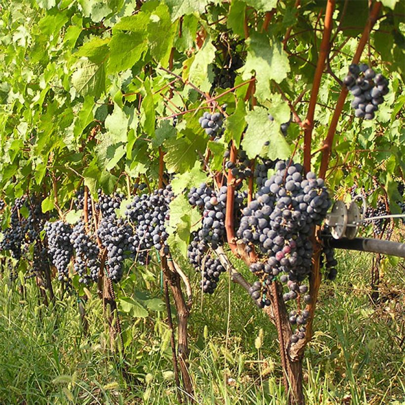 Vitis vinifera Cabernet Franc - Grape vine (Plant habit)