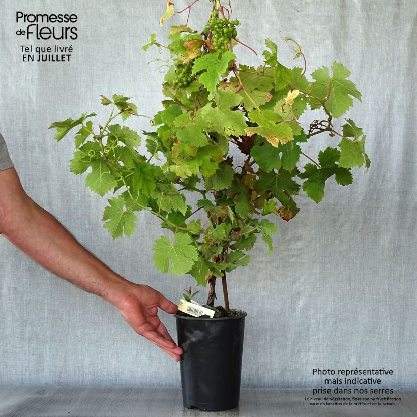 Vitis vinifera Cabernet Franc - Grape vine 2L/3L pot sample as delivered in summer