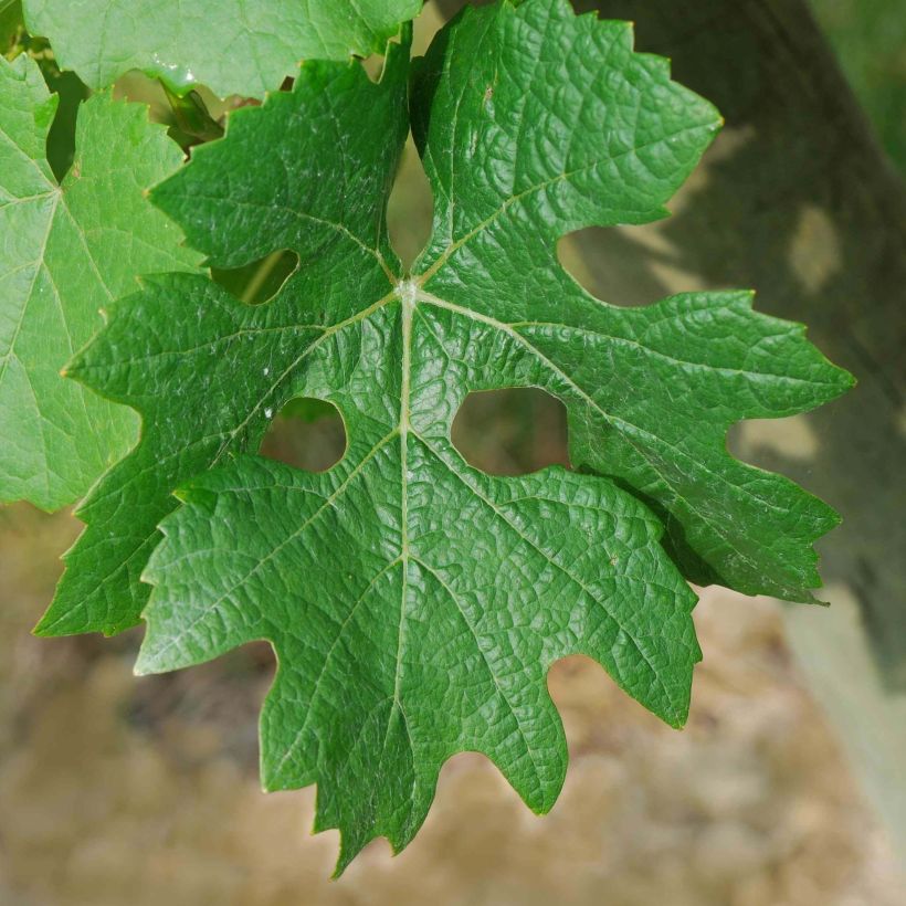 Vitis vinifera Cabernet Sauvignon - Grape vine (Foliage)