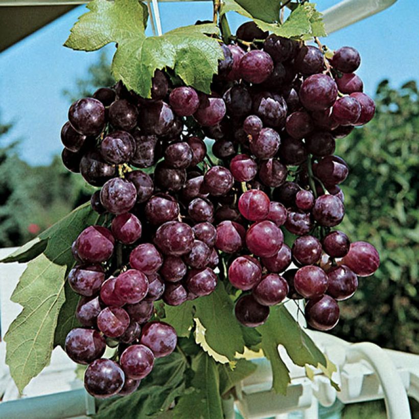 Vitis vinifera Cardinal - Grape vine (Harvest)