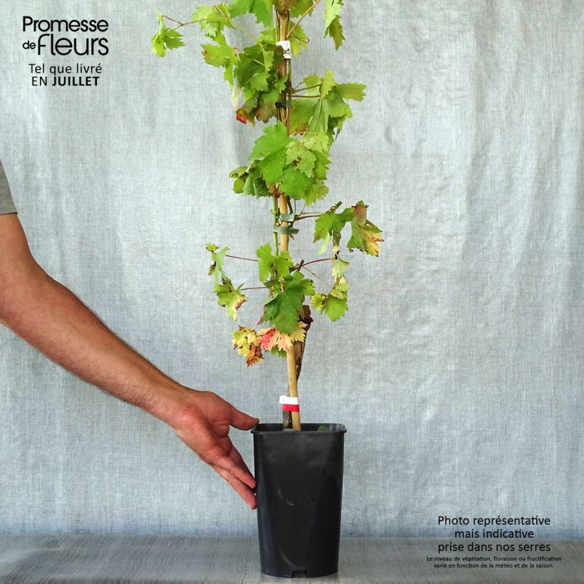 Vitis vinifera Cardinal - Grape vine 1.5L/2L pot sample as delivered in summer