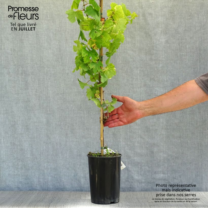 Vitis vinifera Chardonnay - Grape vine 2L/3L pot sample as delivered in summer