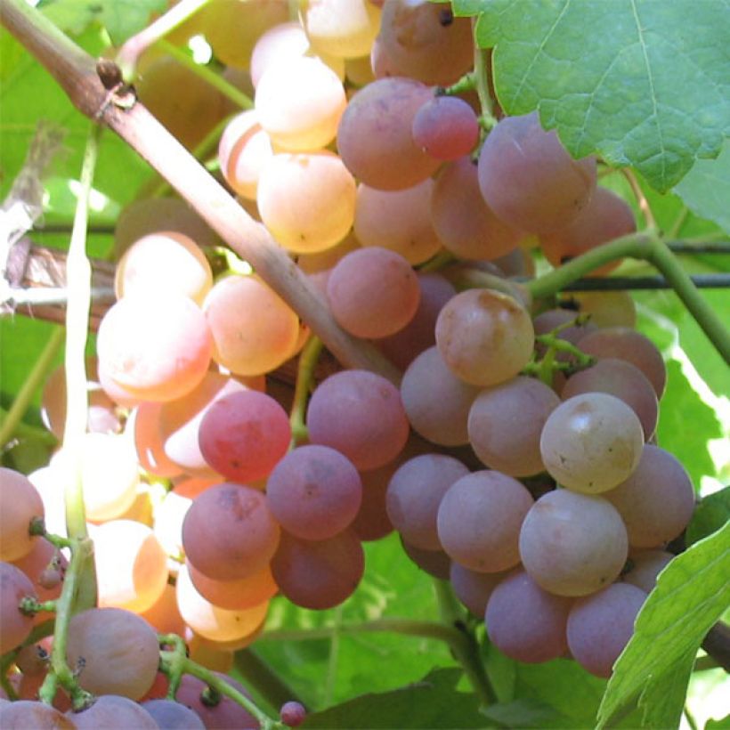Vitis vinifera Rose Chasselas - Grape vine (Harvest)