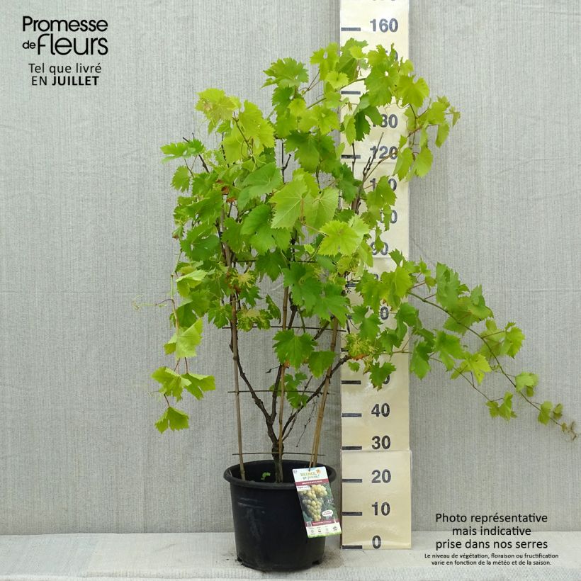 Vitis vinifera Fanny - Grape Vine 7.5L/10L pot sample as delivered in summer