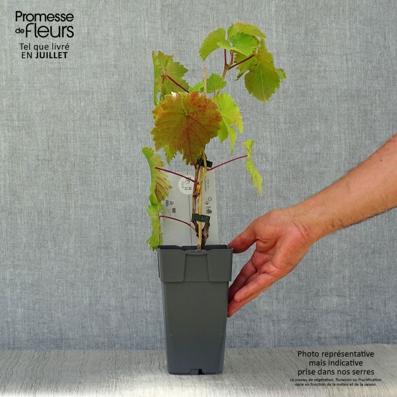 Vitis viniferaFrankenthaler - Grape vine 2L/3L pot sample as delivered in summer