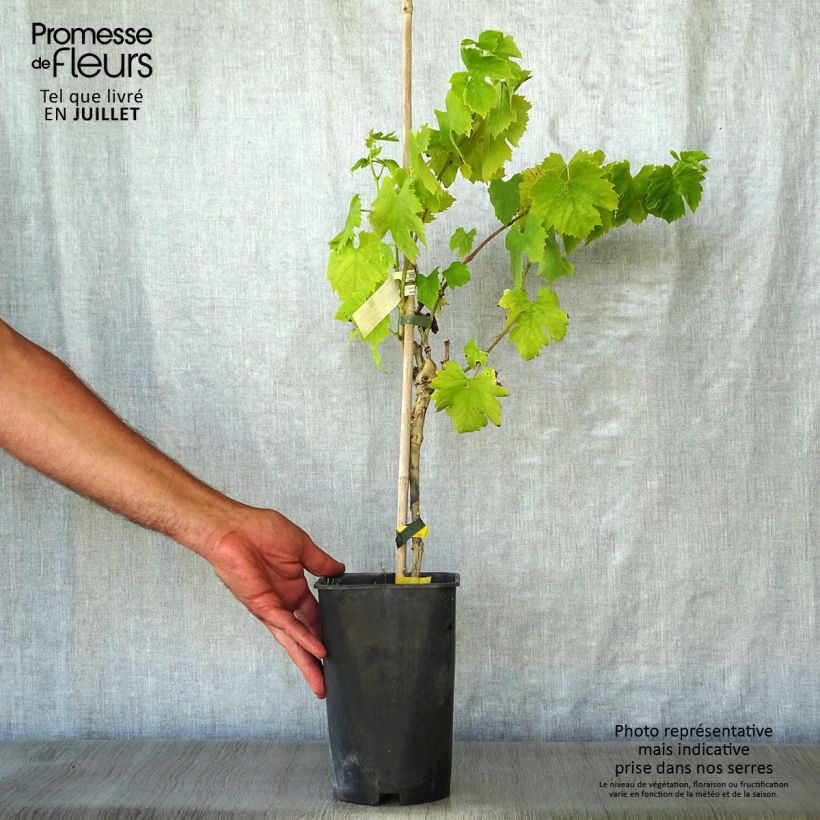 Vitis vinifera Italia - Grape vine 1.5L/2L pot sample as delivered in summer