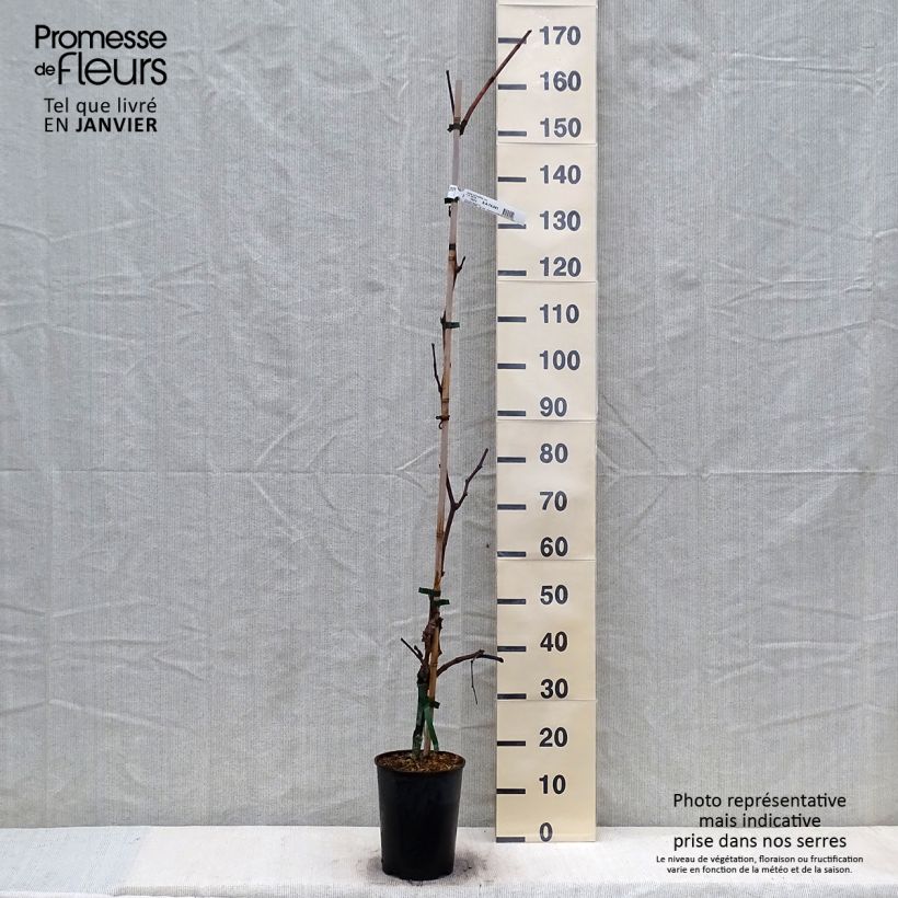 Vitis vinifera Katharina - Grape vine 4L/5L pot sample as delivered in winter