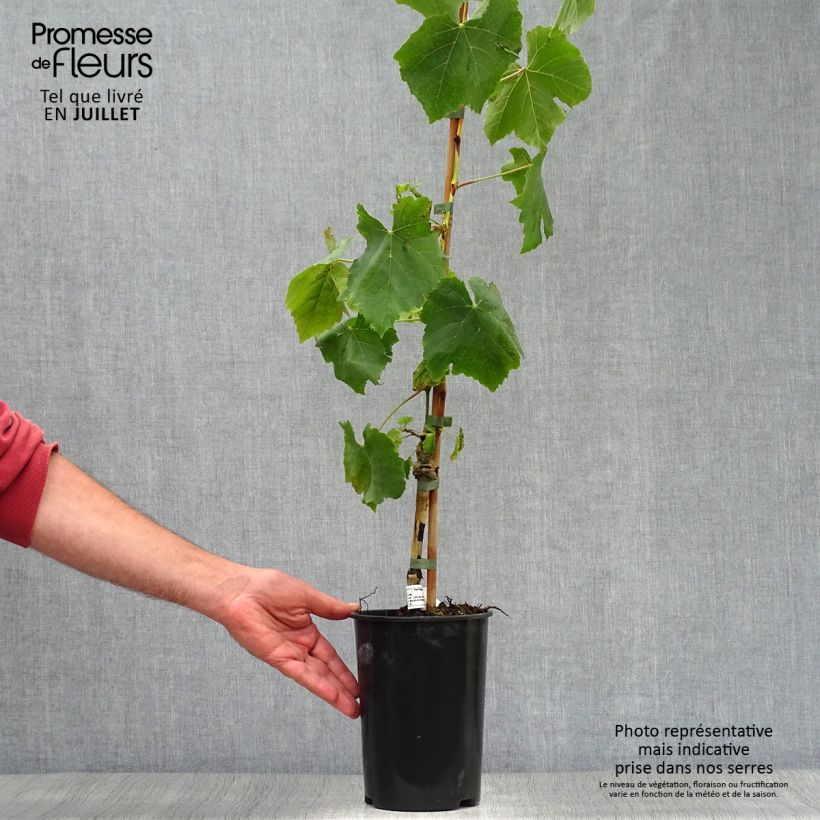 Vitis vinifera Lakemont - Grape vine 2L/3L pot sample as delivered in summer
