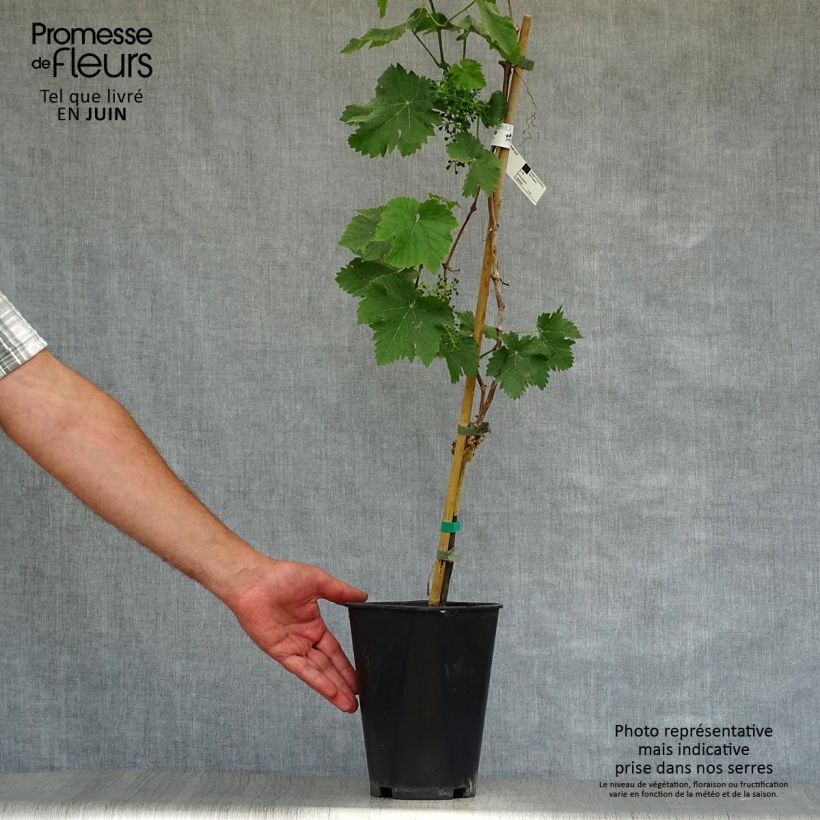 Vitis vinifera Royal Madeleine - Grape vine 2L/3L pot sample as delivered in summer
