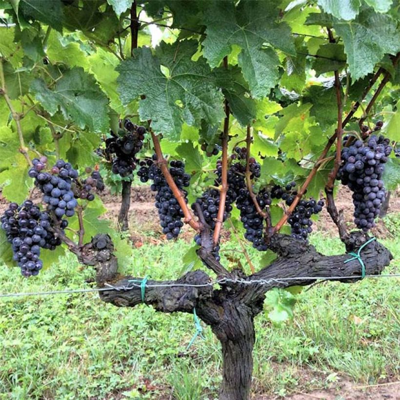 Vitis vinifera Merlot - Grape vine (Harvest)