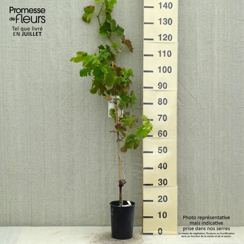 Vitis vinifera Merlot - Grape vine 2L/3L pot sample as delivered in summer