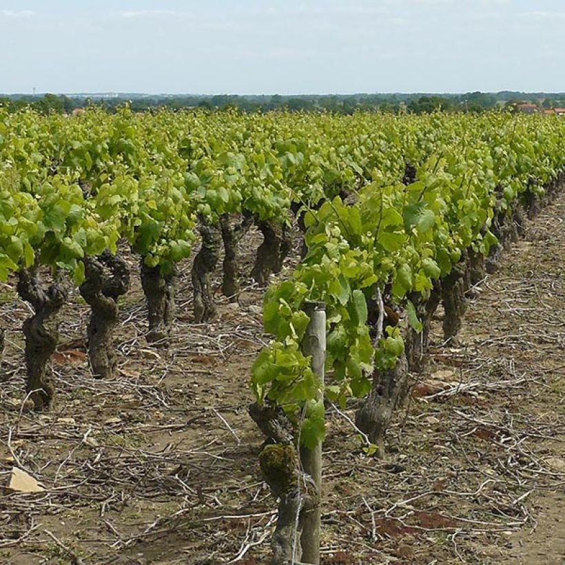 Vitis vinifera Muscat d'Alexandrie - Grape vine (Plant habit)