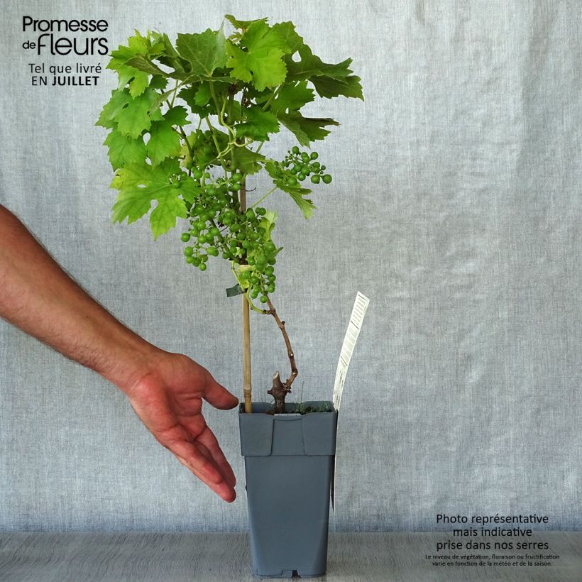 Vitis vinifera Muscat Vine champion - Grape vine 2L/3L pot sample as delivered in summer