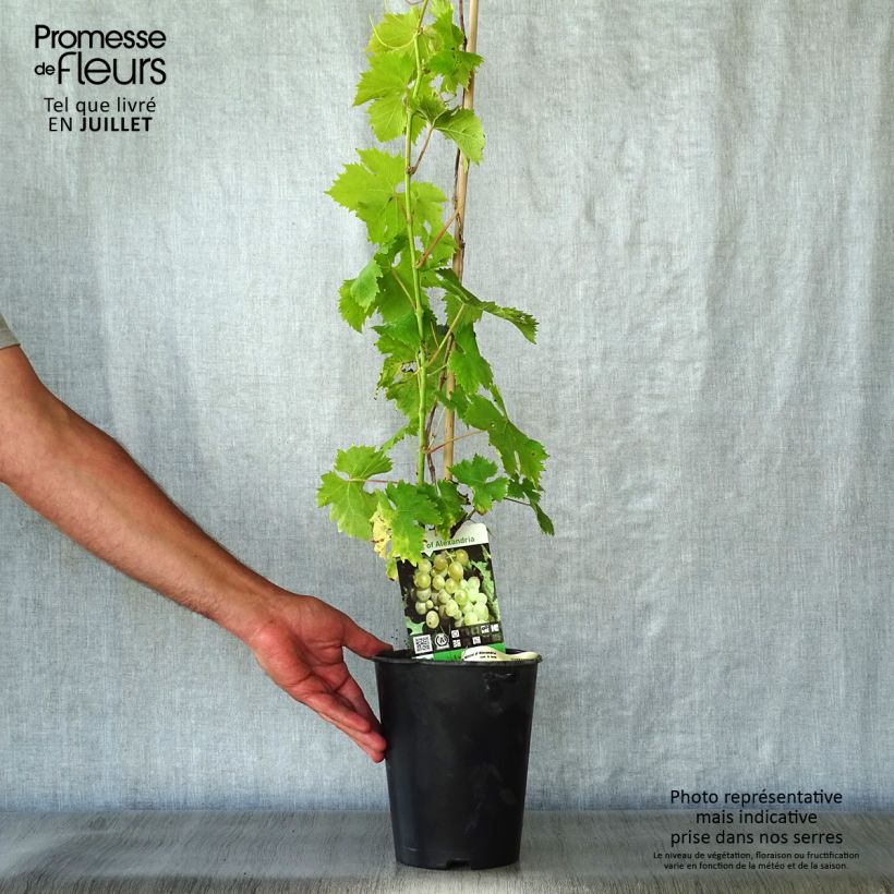 Vitis vinifera Muscat d'Alexandrie - Grape vine 2L/3L pot sample as delivered in summer