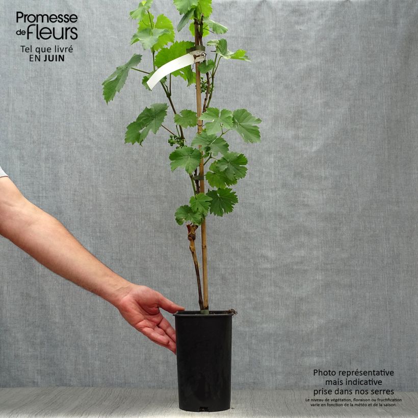 Vitis vinifera Noir Hâtif de Marseille - Grape vine 2L/3L pot sample as delivered in summer