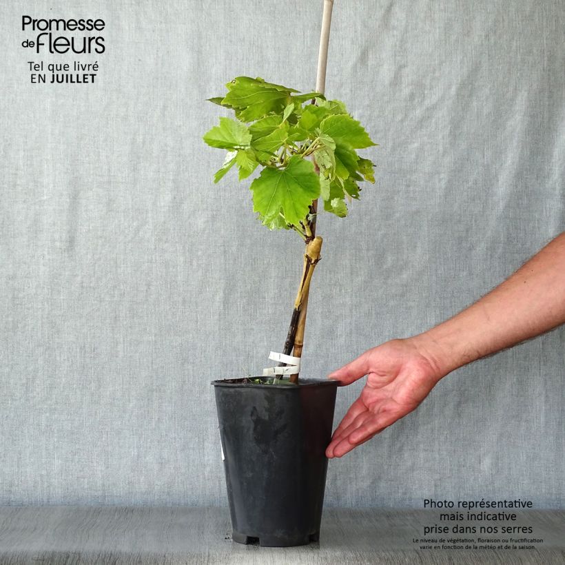 Vitis vinifera Perlette - Grape Vine 2L/3L pot sample as delivered in summer