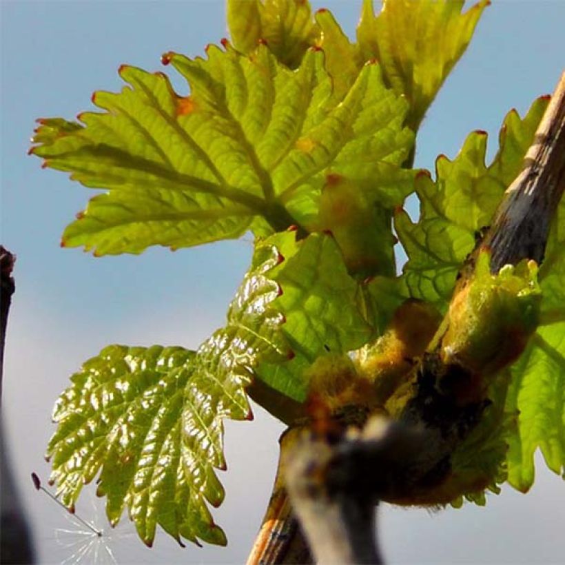 Vitis vinifera Pinot Noir - Grape Vine (Foliage)