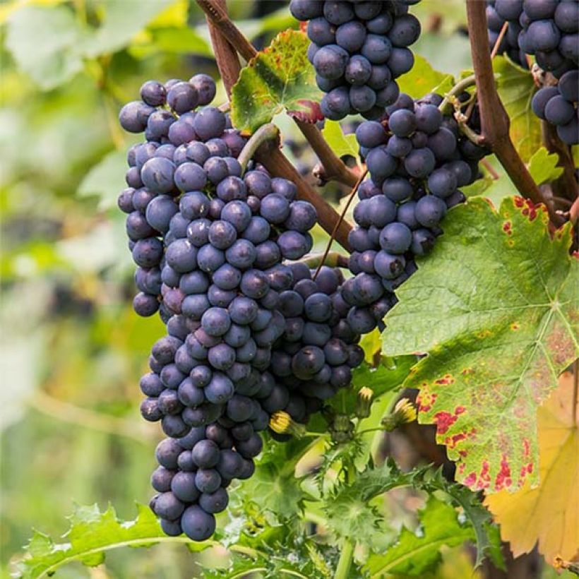 Vitis vinifera Pinot Noir - Grape Vine (Harvest)