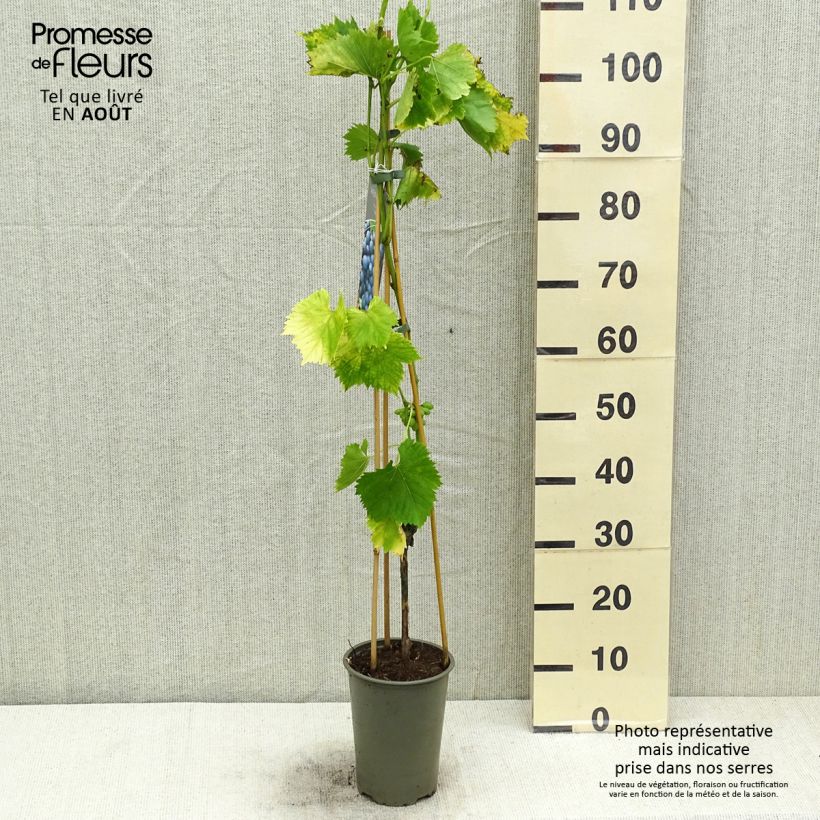 Vitis vinifera Regent 3L/4L pot sample as delivered in summer