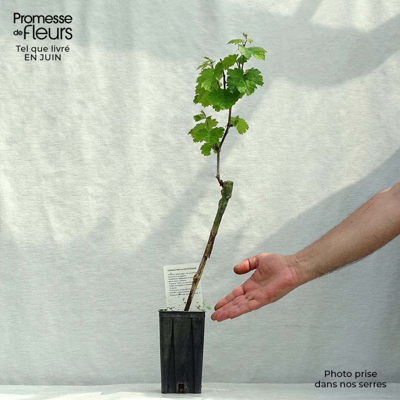 Vitis vinifera Riesling - Grape Vine 1.5L/2L pot sample as delivered in summer