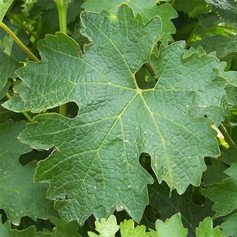 Vitis vinifera Sauvignon Blanc - Grape Vine (Foliage)