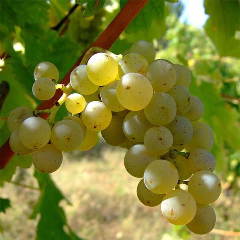 Vitis vinifera Sauvignon Blanc - Grape Vine (Harvest)