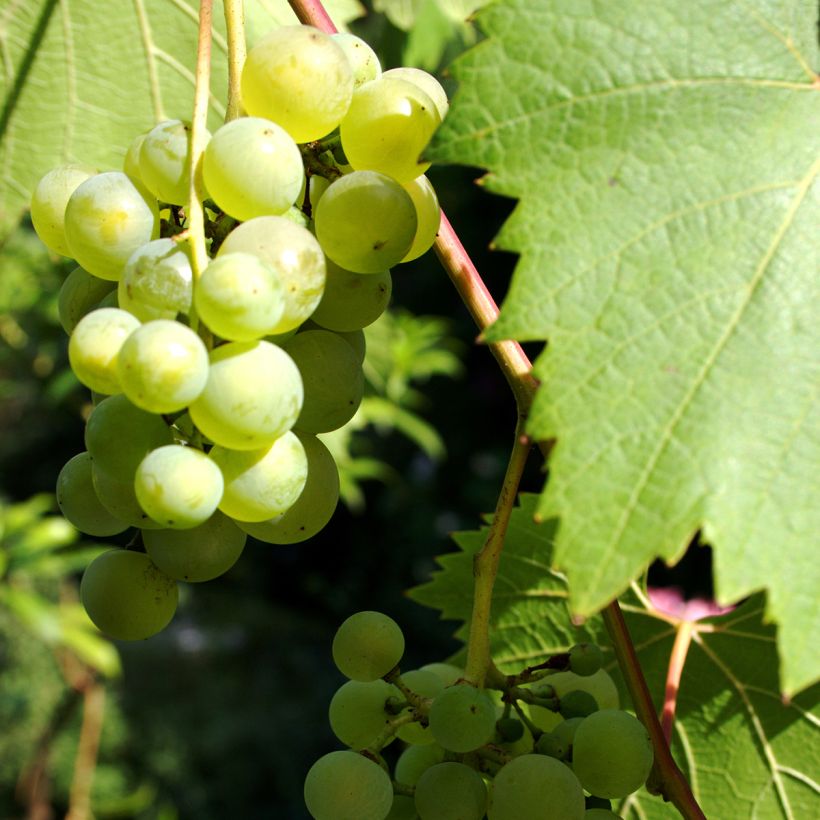 Vitis vinifera Phoenix (Harvest)