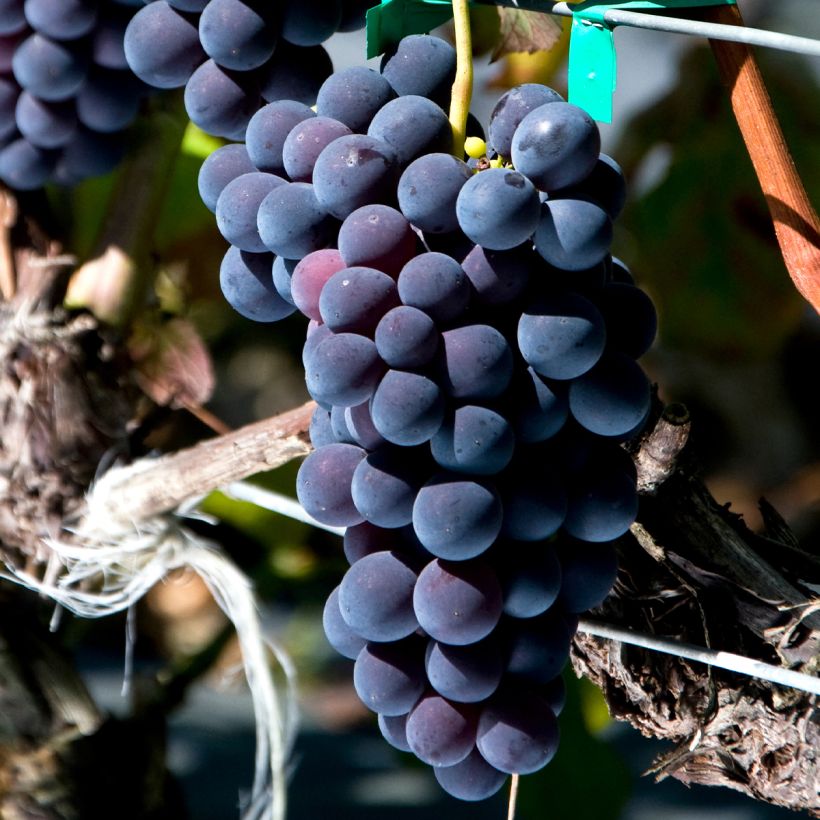 Vitis vinifera Venus - Grape Vine (Harvest)