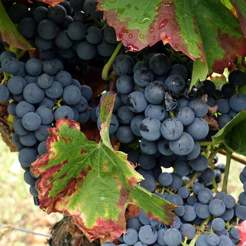 Alphonse Lavallée Vine - Vitis vinifera (Harvest)