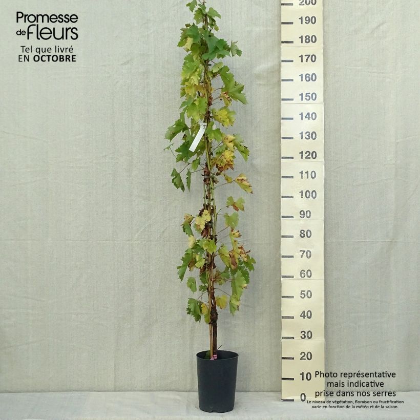 Vitis vinifera Argentina - dessert grape 4L/5L pot sample as delivered in autumn