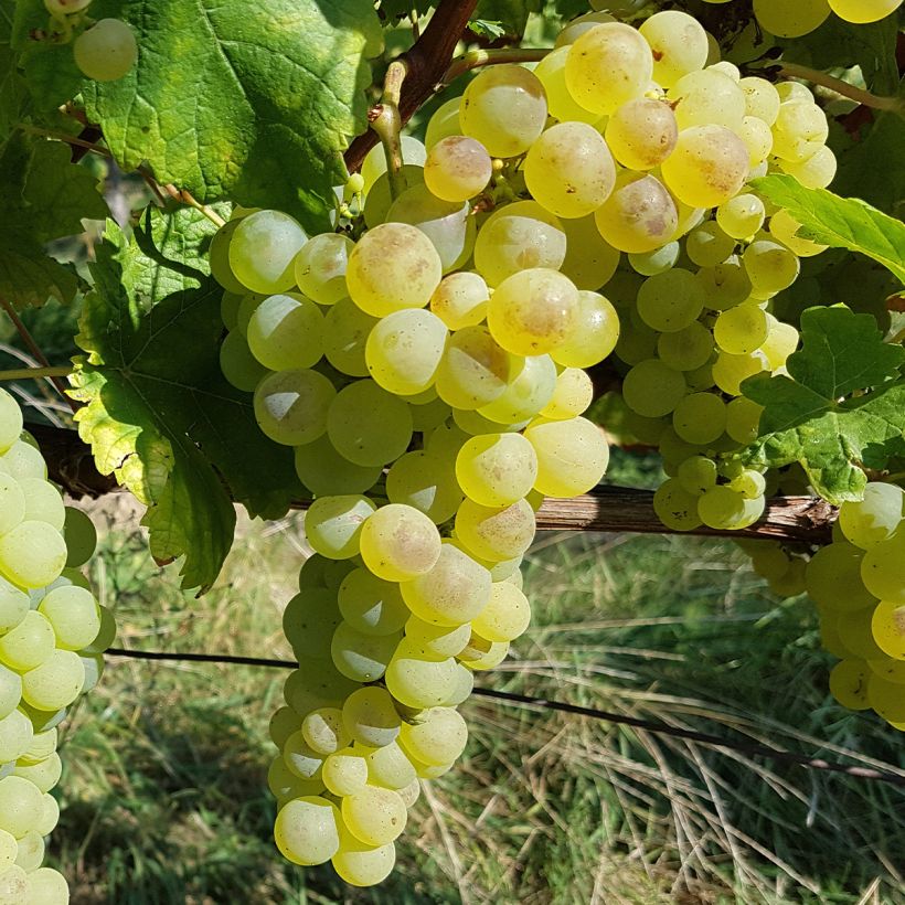 Vitis vinifera Chasselas Fontainebleau - Grape vine (Harvest)
