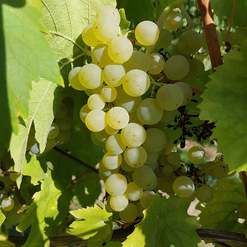 Vitis vinifera Chasselat Cioutat - Grape vine (Harvest)