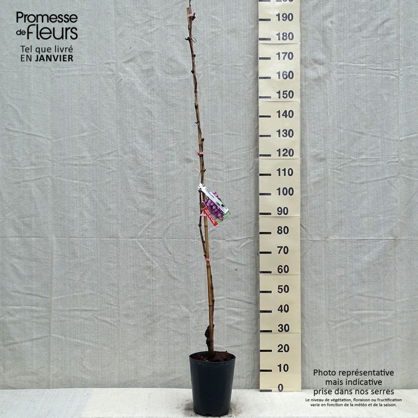 Vitis vinifera Miss Pink - Grape vine 4L/5L pot sample as delivered in winter