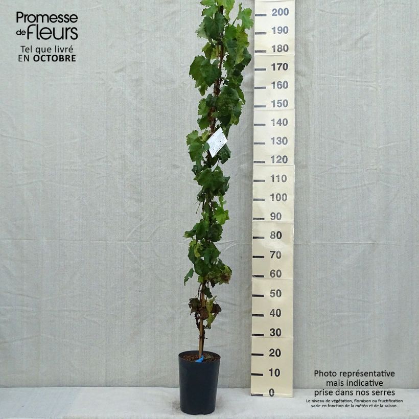 Vitis vinifera Muscat Bleu - Grape vine 4L/5L pot sample as delivered in autumn