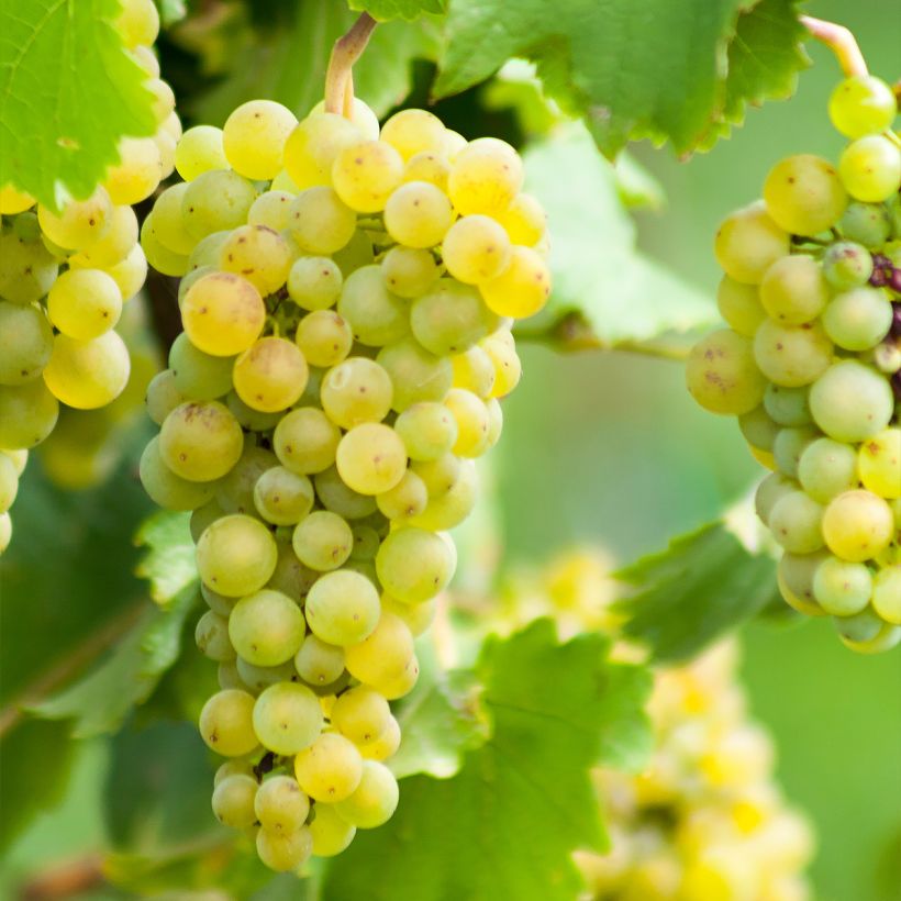Vitis vinifera Ora - Grape vine (Harvest)