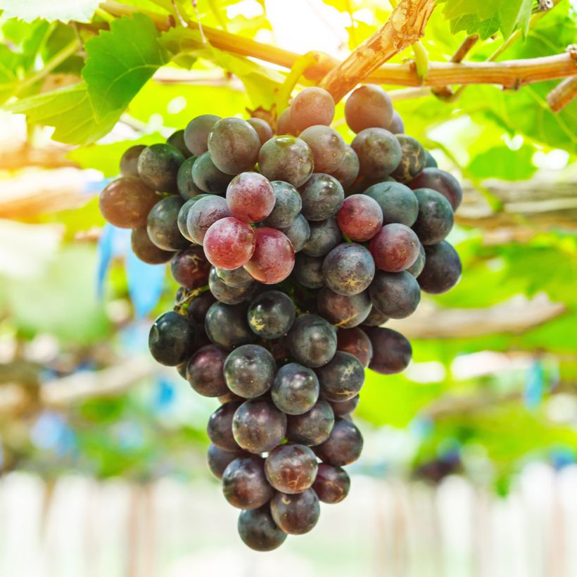 Vitis vinifera Petit Verdot - Grape vine (Harvest)