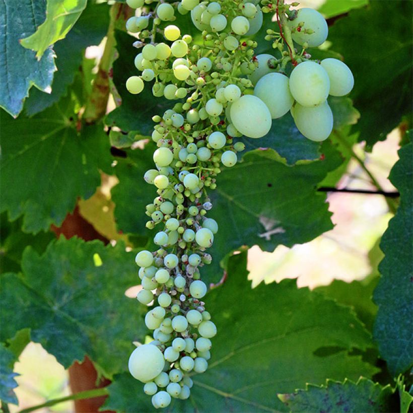 Vitis vinifera Vroege Van Der Laan - Grape Vine (Flowering)