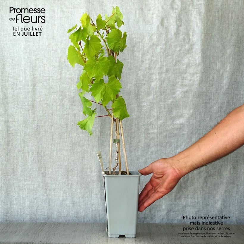 Vitis vinifera Vroege Van Der Laan - Grape Vine 1.5L/2L pot sample as delivered in summer