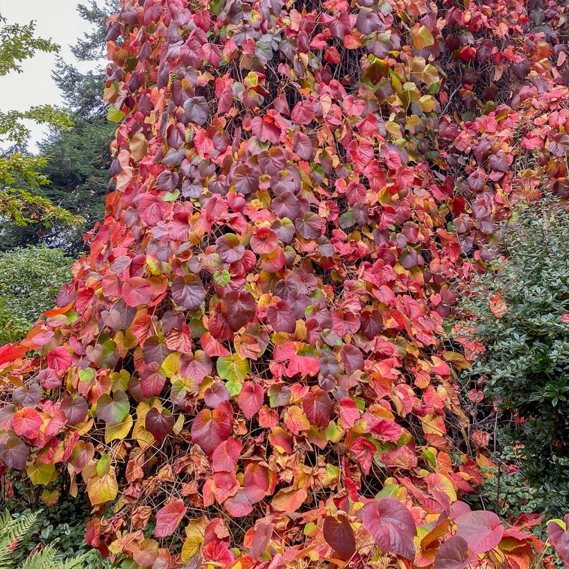 Vitis coignetiae Sunning Dale (Plant habit)