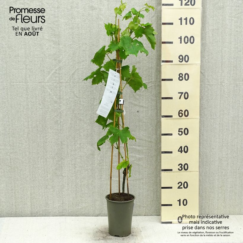 Vitis vinifera Attika 2L/3L pot sample as delivered in summer