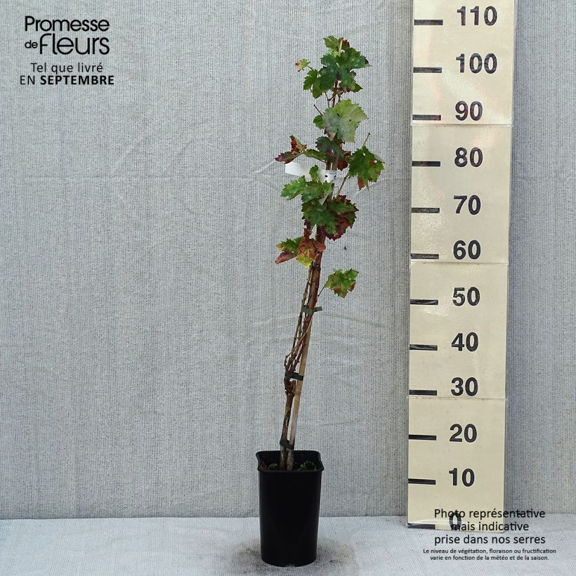 Vitis vinifera Roi des Précoces - Grape Vine 2L/3L pot sample as delivered in summer