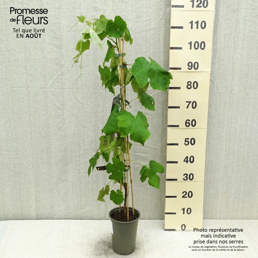 Vitis vinifera Vanessa 2L/3L pot sample as delivered in summer