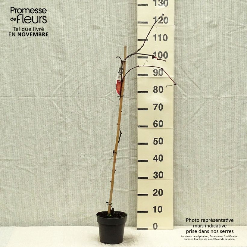 Vitis coignetiae - Ornamental Vine 2L/3L pot sample as delivered in autumn