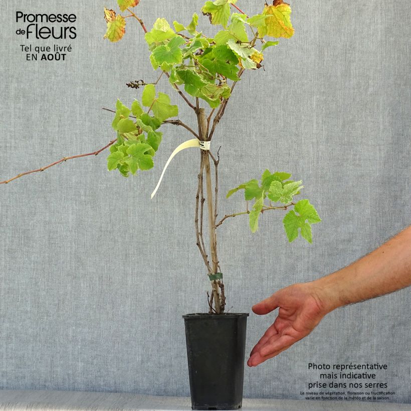 Vitis vinifera Incana - Ornamental Grape Vine 1.5L/2L pot sample as delivered in summer