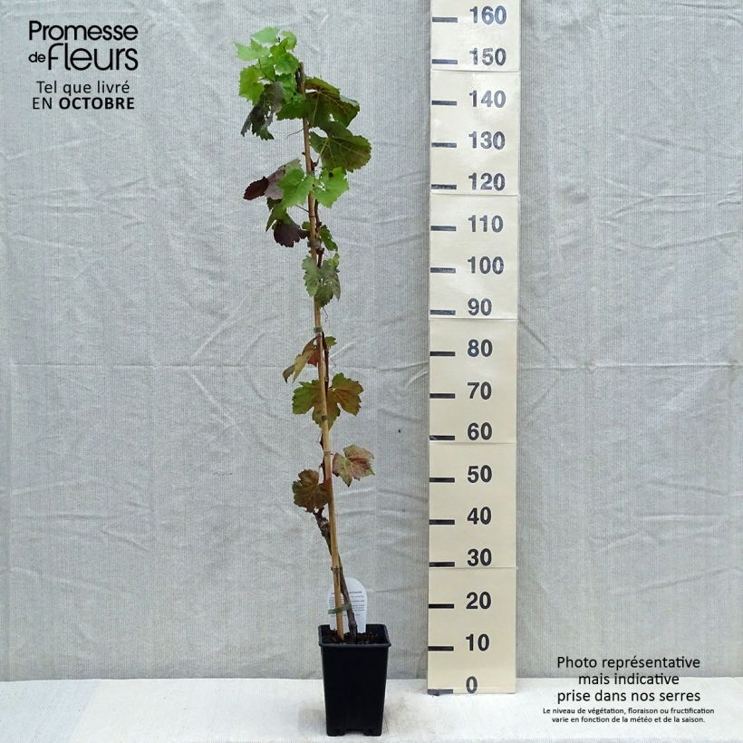 Vitis vinifera Aperina Nera - Seedless Grape vine 1.5L/2L pot sample as delivered in autumn
