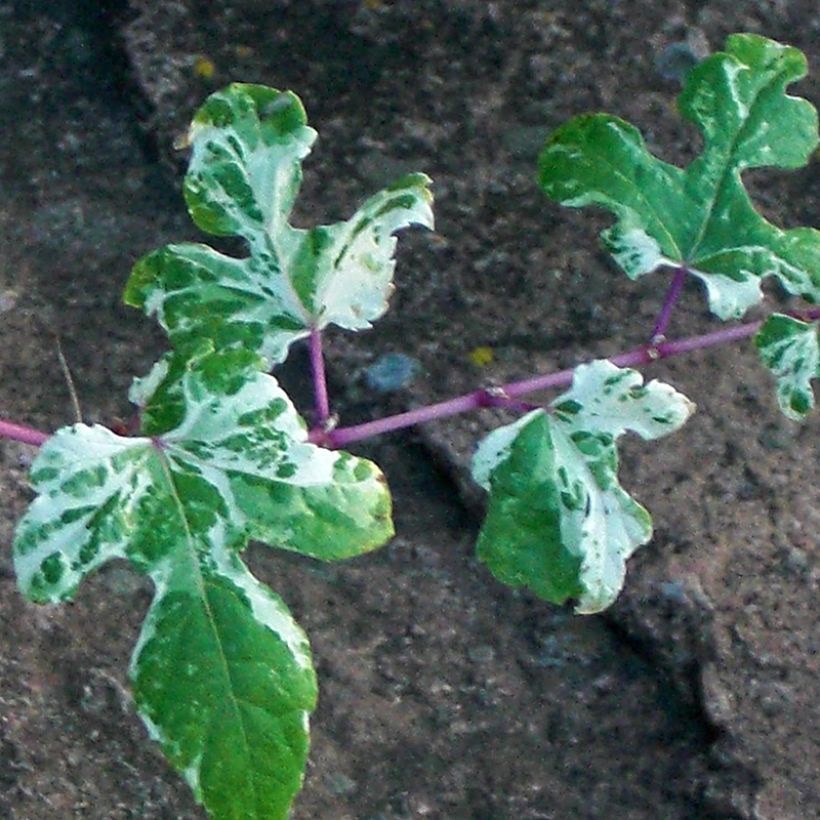 Ampelopsis brevipedunculata Elegans - Porcelainberry (Foliage)