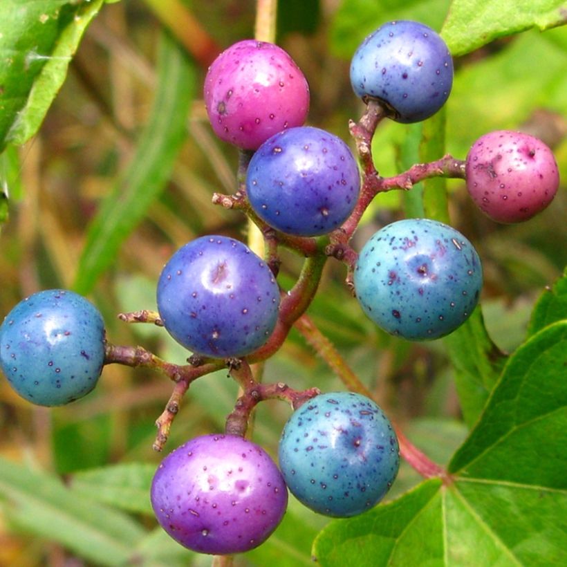 Ampelopsis brevipedunculata Elegans - Porcelainberry (Harvest)