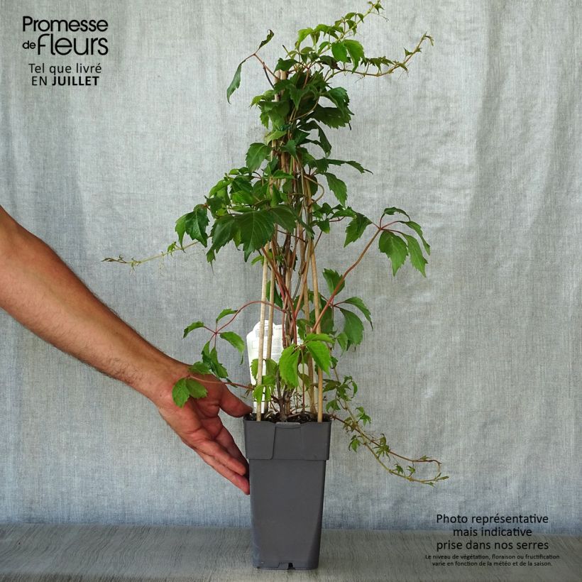 Parthenocissus quinquefolia Engelmannii - Virginia Creeper 2L/3L pot sample as delivered in summer