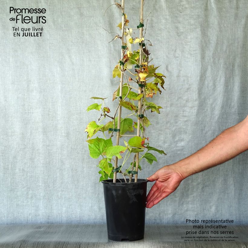 Parthenocissus tricuspidata Fenway Park - Boston Ivy 4L/5L pot 70/80cm sample as delivered in summer